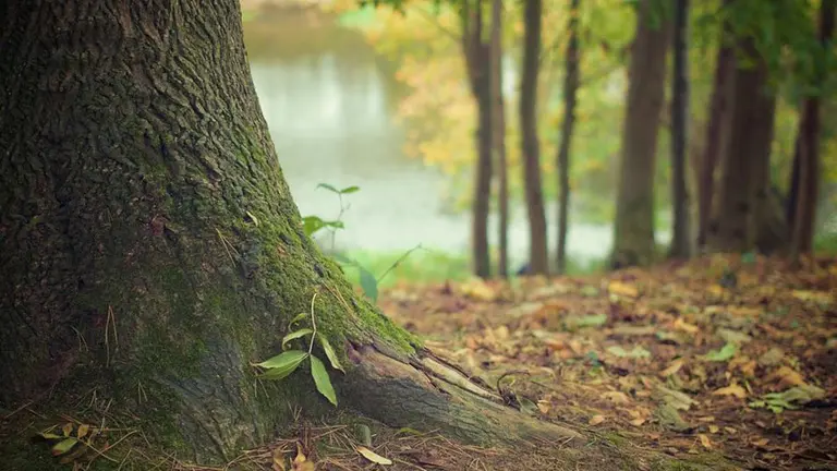 El trondo de un árbol en un bosque ARCHIVO