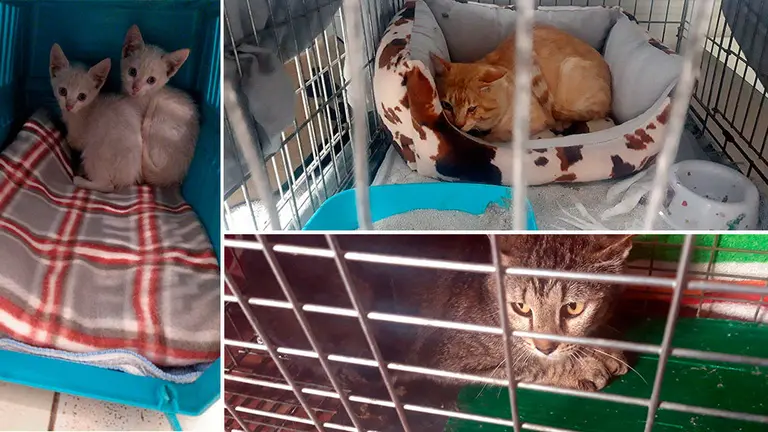 Algunos de los ejemplares que se han rescatado del antiguo edificio de los Padres Javerianos en la Media Luna. AYUNTAMIENTO DE PAMPLONA