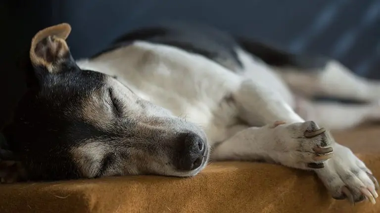 Imagen de un perro dormido dentro de una vivienda ARCHIVO