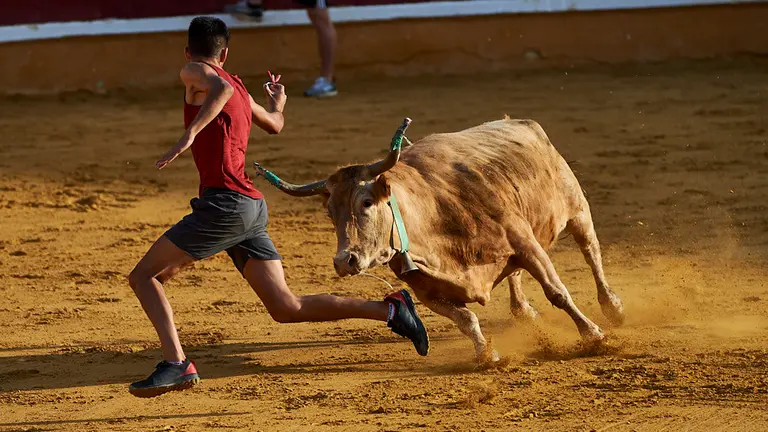 Vaquillas en la plaza tras el primer encierro de las fiestas de Santa Ana de 2019 en Tudela. MIGUEL OSÉS
