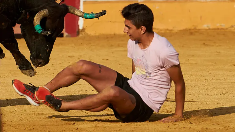 Vaquillas en la plaza tras el primer encierro de las fiestas de Santa Ana de 2019 en Tudela. MIGUEL OSÉS