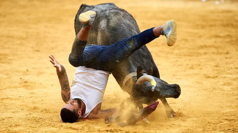 Suelta de vaquillas en la plaza de Tudela con las reses de Virgen de Sancho Abarca de Tauste. MIGUEL OSÉS