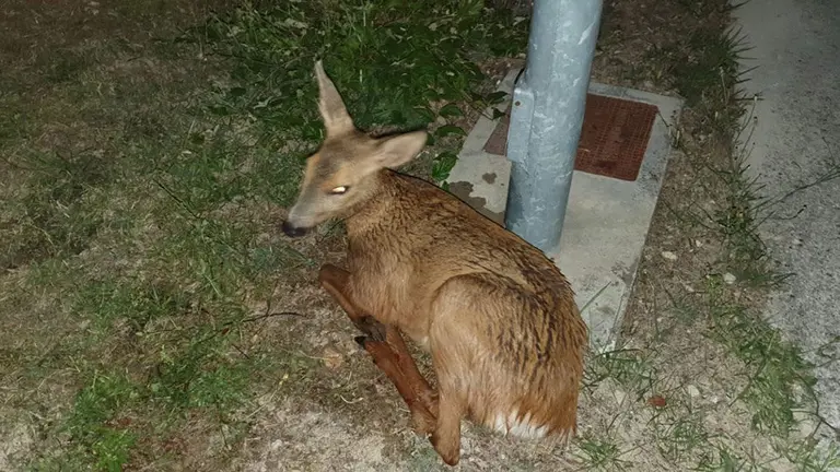 Los bomberos rescatan a una cría de corzo en el Canal de Navarra BOMBEROS DE NAVARRA