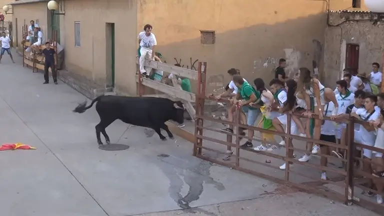 Imagen del toro que ha partido un vallado en Valverde y ha provocado un momento de pánico entre los jóvenes que presenciaban el encierro Foto ISIDRO ESPADA