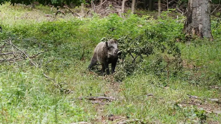 Un jabalí, en un bosque. ARCHIVO