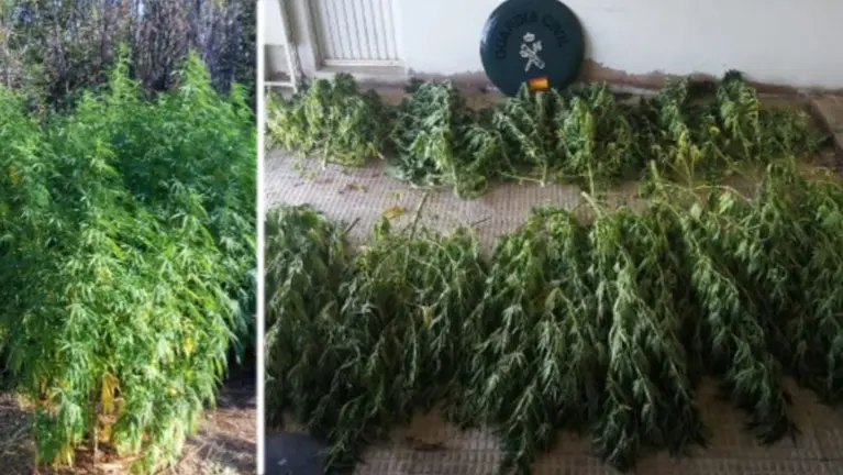 La plantación de marihuana que se ha incautado en Cintruénigo GUARDIA CIVIL