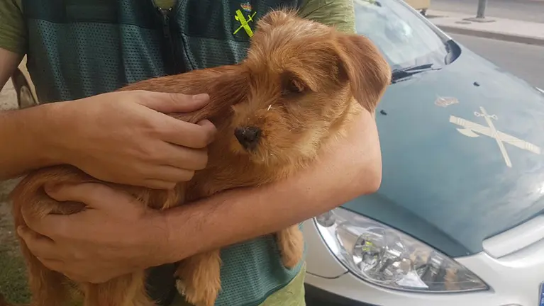 Imagen del perro maltratado en la localidad navarra de Funes GUARDIA CIVIL