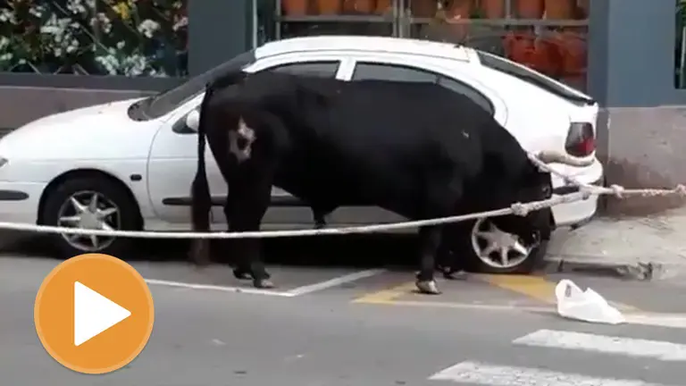 El toro ensogado que ha arrollado un coche estacionado durante varios metros en Amposta (player)