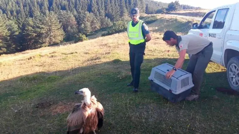 Cr&iacute;a de buitre en la carretera de Isaba. GUARDIA CIVIL