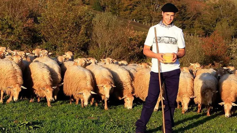 Imagen de las ovejas con cuya leche se produce el queso de la quesería Kortaria KORTARIA