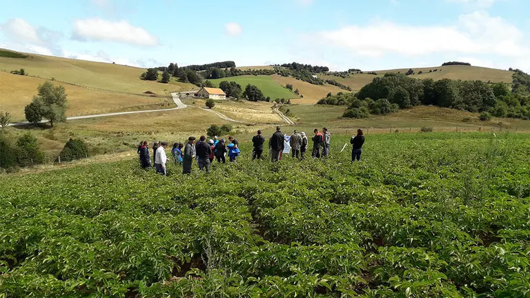 Ensayos de la siembra de la patata ecológica en Roncesvalles y Remendía. CEDIDA