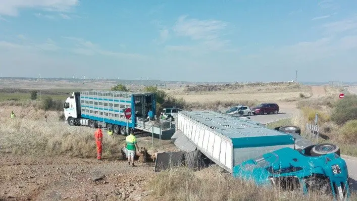 Imagen del camion volcado que transportaba cerdos en la carretera de soria