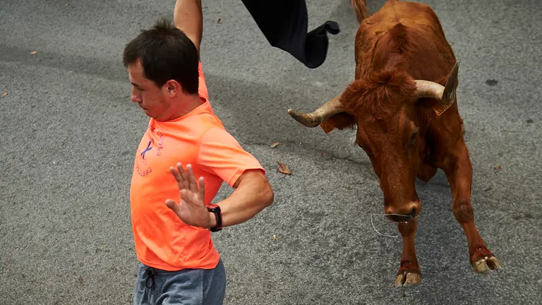Vacas en Berriozar durante las fiestas de 2019 con la ganadería de Reta. MIGUEL OSÉS