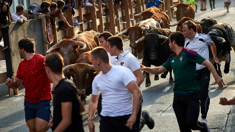 Primer encierro de las fiestas de Peralta de 2019 con los novillos de la ganadería de Dolores Aguirre. MIGUEL OSÉS