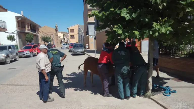 Imagen de la ternera que se ha escapado en Mendavia. GUARDIA CIVIL