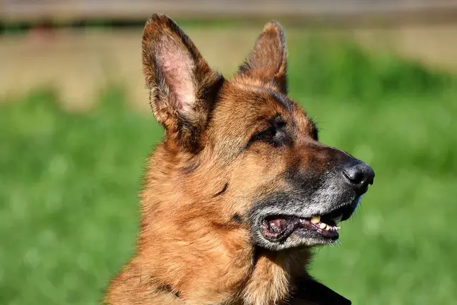 Imagen de archivo de un perro de la raza pastor alemán ARCHIVO