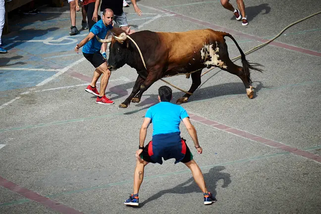 Primer toro con soga en la localidad navarra de Lodosa. Miguel Osés