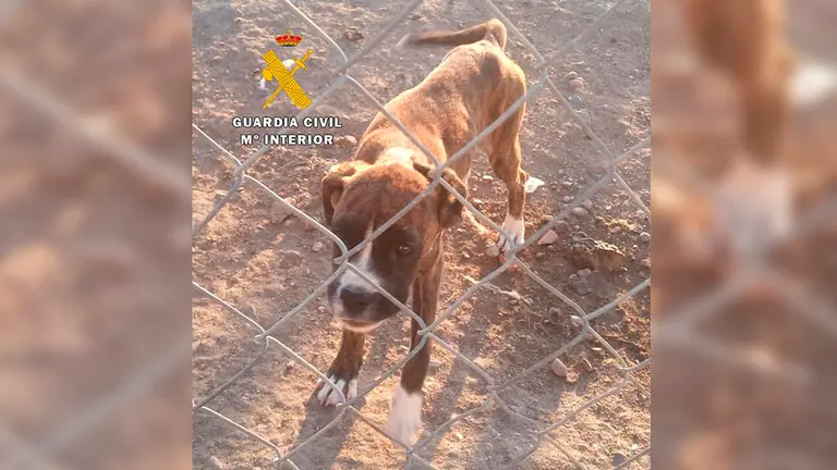 El cachorro de Boxer, desnutrido y con piojos y garrapatas GUARDIA CIVIL