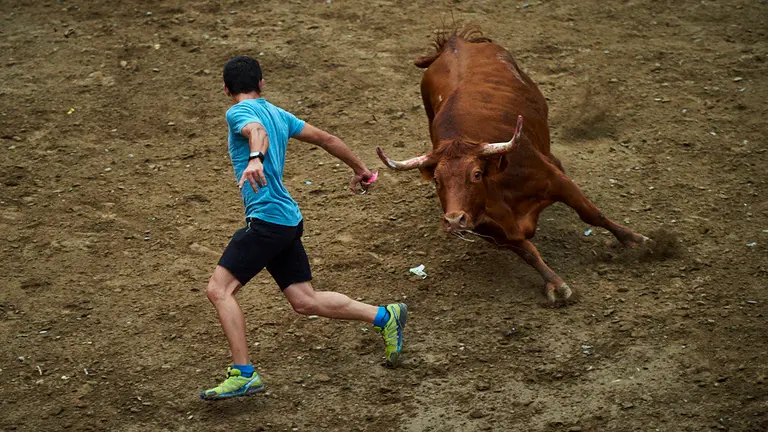 Suelta de vacas de la ganadería de Arriazu en la localidad Navarra de Villafranca durante las fiestas de 2019. MIGUEL OSÉS
