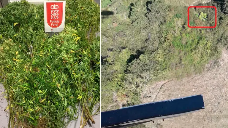 Las diez plantas de marihuana incautadas cerca de Irurz&uacute;n, con la colaboraci&oacute;n de un helic&oacute;ptero del Gobierno de Navarra POLIC&Iacute;A FORAL