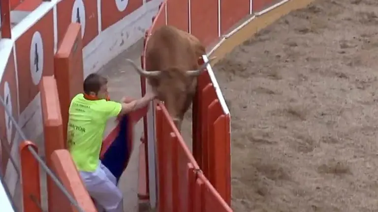 Una vaca de Arriazu se cuela por el burladero de la plaza de Fitero.
