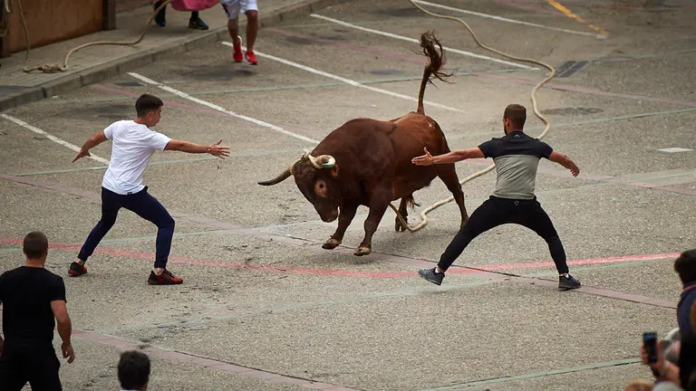 X aniversario de "Peña Lodosa por el Toro" con la salida de animales de Chiva, Gestalar y Lodosa. MIGUEL OSÉS