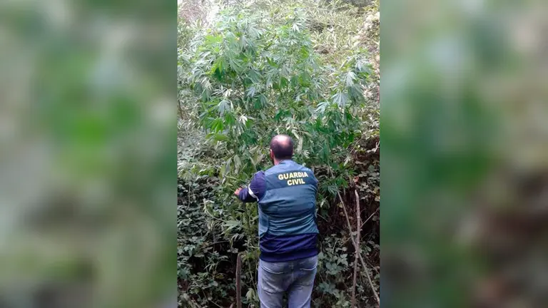 Incautadas 10 plantas de marihuana en terrenos públicos en las inmediaciones de Ayegui, Artavia y Eulate GUARDIA CIVIL