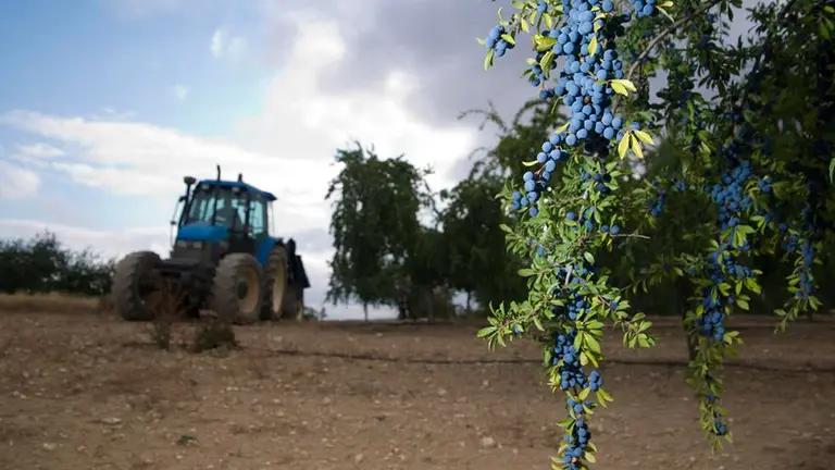 Imagen de la recolección de pacharán en Navarra INTIA