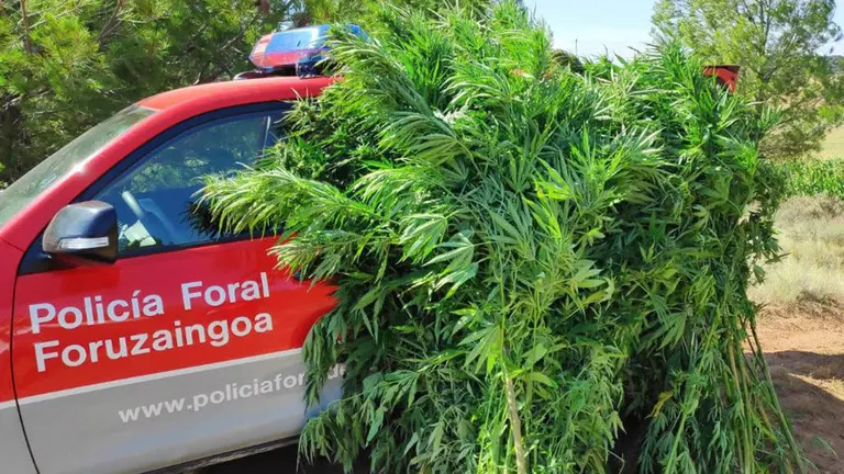 Algunas de las plantas incautadas por la Policía Foral en la Zona Media POLICÍA FORAL