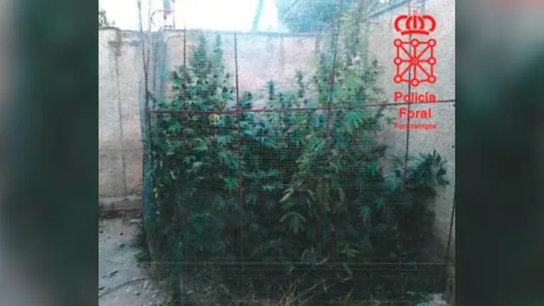 Investigada una persona por cultivar marihuana en una vivienda en Cascante POLIC&Iacute;A FORAL