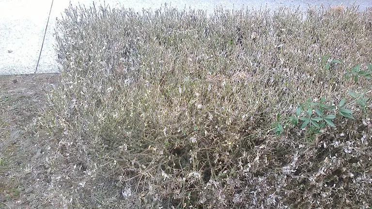 Arbustos de boj afectados por la plaga de polilla procedente de Asia AYUNTAMIENTO DE PAMPLONA