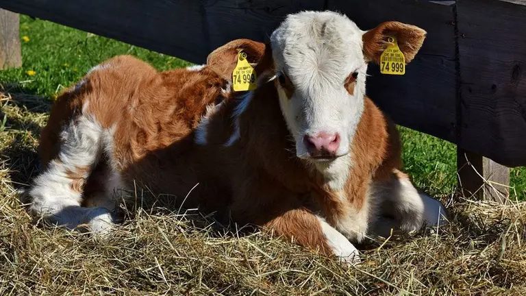 Un ternero en el campo ARCHIVO