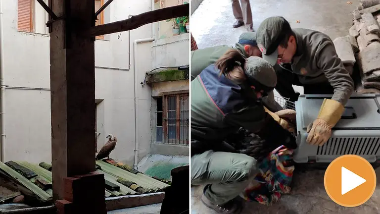 Rescate del buitre en Estella player