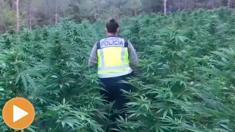 Plantación de marihuana descubierta en Huesca (player) POLICÍA NACIONAL