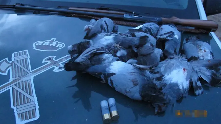 Denunciado por abatir palomas con una escopeta en Larraga GUARDIA CIVIL