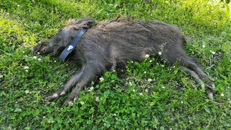 Imagen de un jabalí muerto GOBIERNO DE NAVARRA