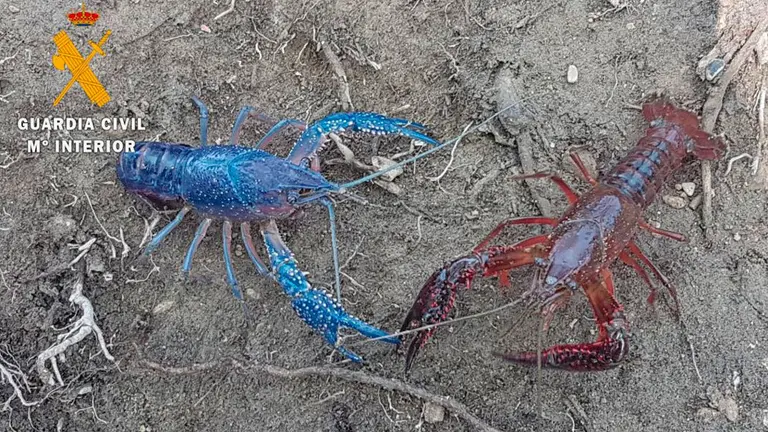 Cangrejo de río azul encontrado en las inmediaciones de Cascante. GUARDIA CIVIL (2)