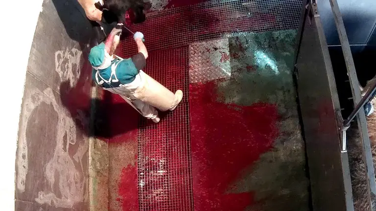 Según la ONG Equalia, un trabajador corta las patas a una vaca viva. CEDIDA