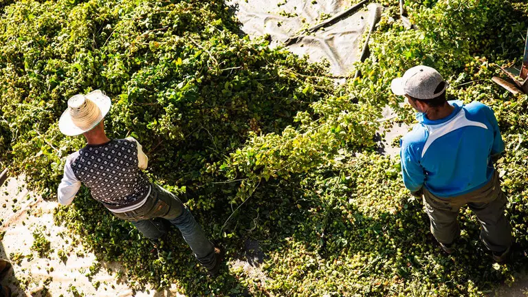 Lúpulo obtenido en la localidad navarra de Olite para elaborar una cerveza de la marca Ambar. CEDIDA