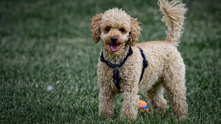 Un perro de la raza caniche ARCHIVO