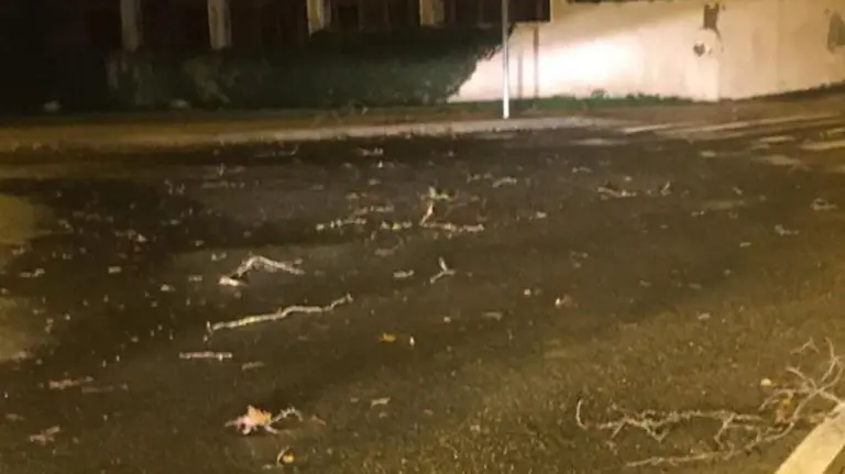 Ramas caídas por lasd fuertes rachas de viento en Pamplona POLICÍA MUNICIPAL DE PAMPLONA