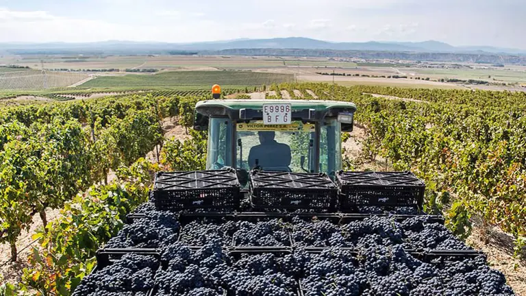 Viñedos de una bodegas navarras. ARCHIVO