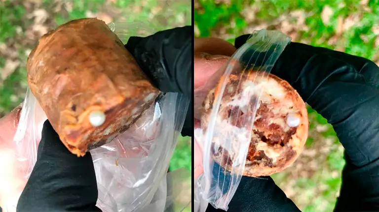 Trozos de carne con alfileres en su interior encontrados en Pamplona POLICÍA MUNICIPAL DE PAMPLONA