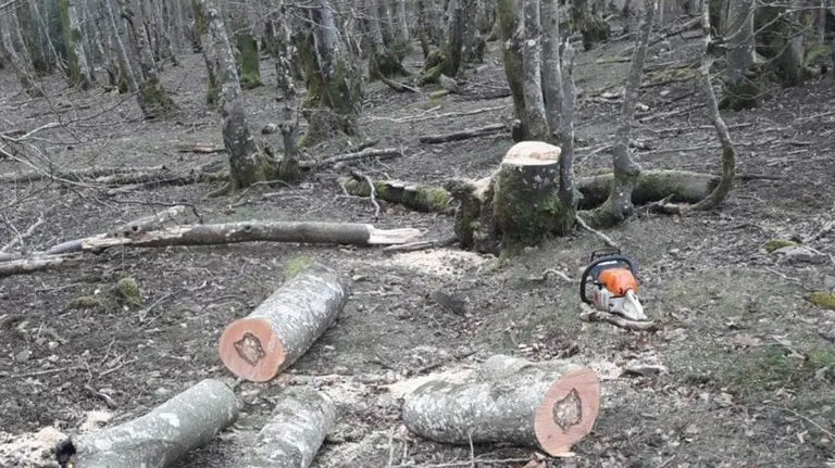 Denunciado tras ser sorprendido talando hayas en el parque natural del Señorío de Bertiz. POLICÍA FORAL
