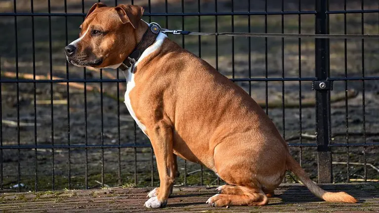 Un perro dentro de una zona de esparcimiento canino. ARCHIVO