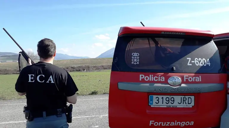 El Equipo de Control de Animales de la Policía Foral ha tenido que intervenir este lunes después de que tres vacas se escapasen del matadero de Esquíroz. POLICÍA FORAL