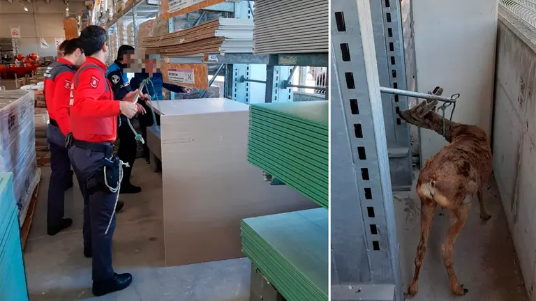 Agentes de policía atrapan a un corzo que había entrado en la tienda de Berriozar POLICÍA FORAL