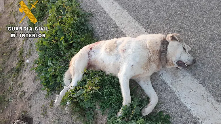 Perro abatido en Loja

Perro abatido en Loja

  (Foto de ARCHIVO)

12/16/2019