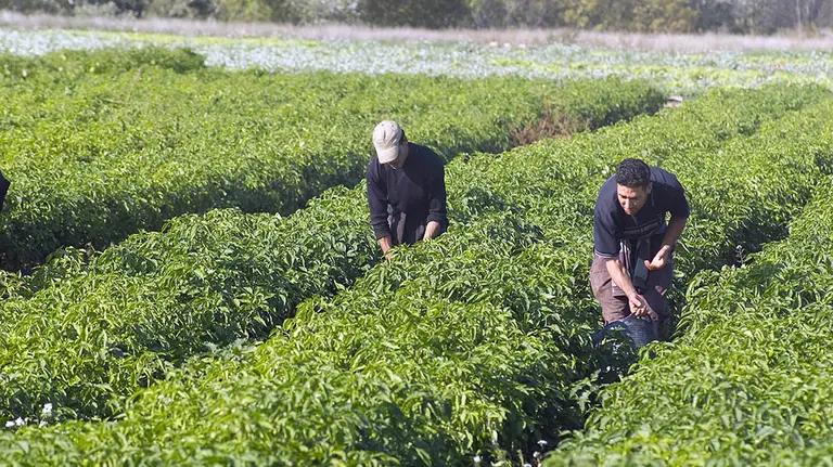 Recolección de un cultivo ecológico en Navarra CPAEN