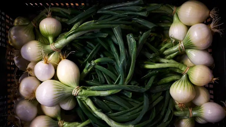 Cultivan las verduras en las huertas de la Magdalena de Pamplona. PABLO LASAOSA